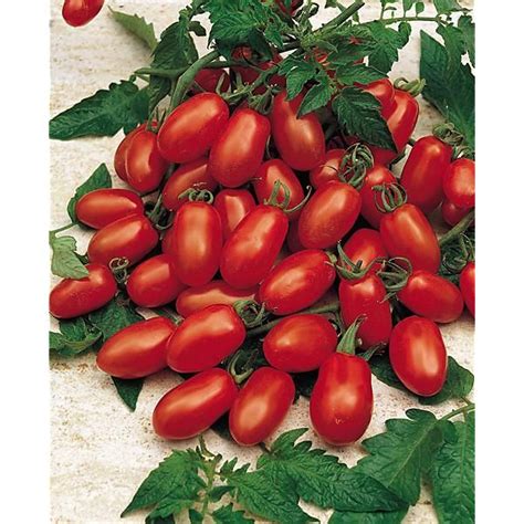 Tomate F Lingottino Graines Baumaux