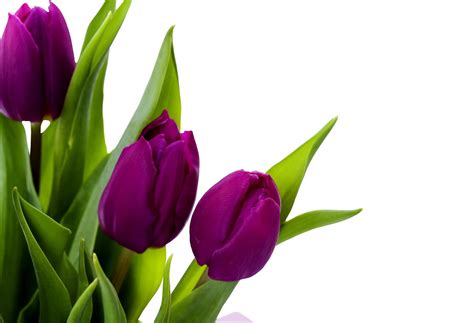 Field Of Purple Tulips