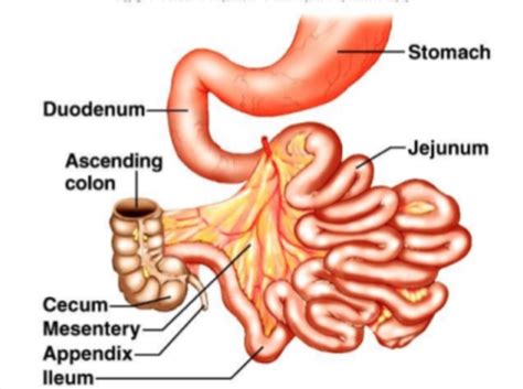 Bowel Appendix Flashcards Quizlet