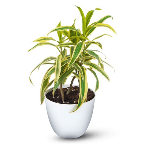 Dracaena Song Of India Plants Care And Nursery