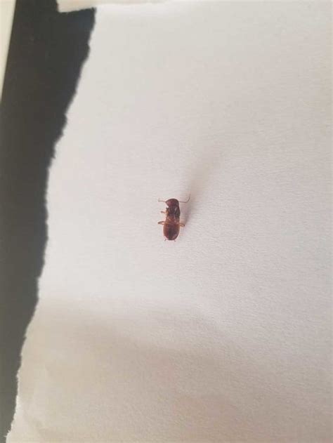 Is this a baby cockroach? (insect identification)