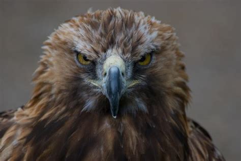 Golden Eagle Stare Blank Template Imgflip