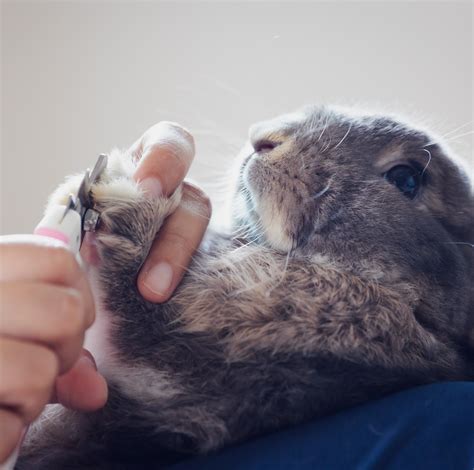 Trimming Rabbits Nails Wiji Basuki