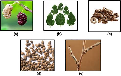 Different parts of the Morus plant. (a) Morus fruit; (b) Morus leaves ...