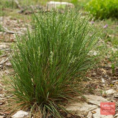 Бутелуа (Bouteloua) — описание, выращивание, фото | на LePlants.ru