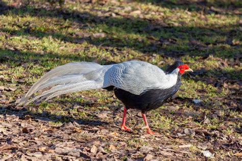 30+ Imperial Pheasant Photos Stock Photos, Pictures & Royalty-Free ...