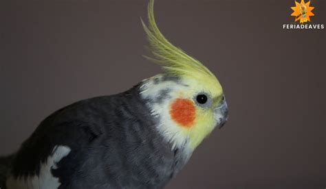 Cacatua Ninfa Guia Carasteristicas Y Datos Interesantes Feria De Aves