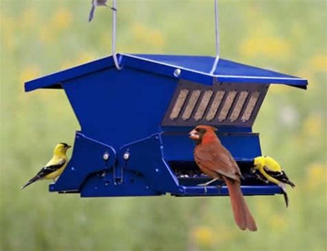 12 Tips for Squirrel-Proof Bird Feeders | Feeding Birds