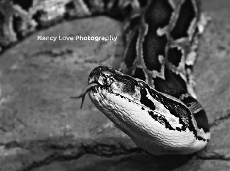 Houston Zoo Snake Nancy Love Flickr