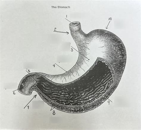 Stomach Diagram | Quizlet