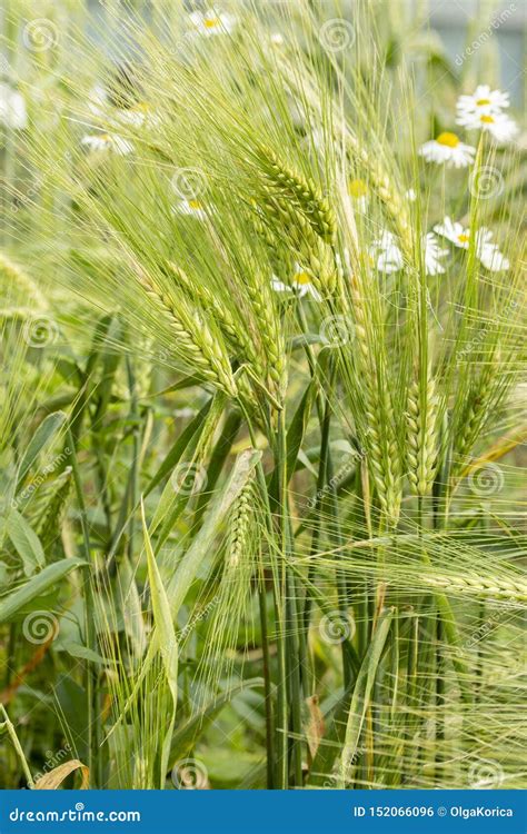 Green Rye Ears Seeds Of An Agricultural Cereal Plant Rye Secale