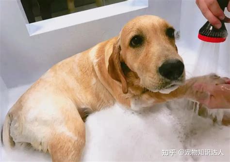 拉布拉多犬多久洗一次澡？原来这么多年都错了 知乎