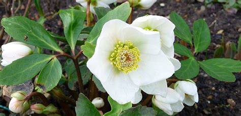 How to Plant Christmas Rose (Helleborus niger) - EmbraceGardening