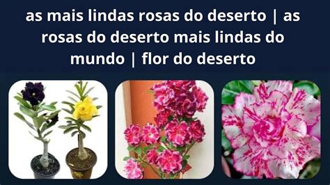 As Mais Lindas Rosas Do Deserto As Rosas Do Deserto Mais Lindas Do