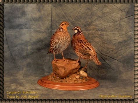 Upland Bird Taxidermy Pheasants Grouse Blue Grouse Chucker Mounts