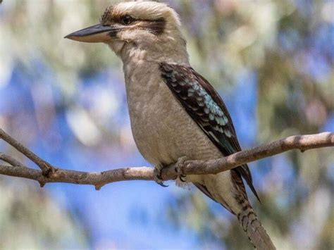 top  famous australian birds popular names  australia