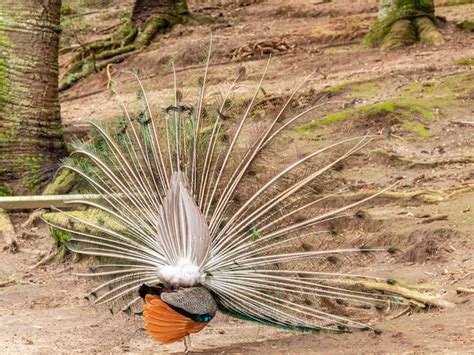 Premium Photo Amazing Indian Male Peacock Pavo Cristatus