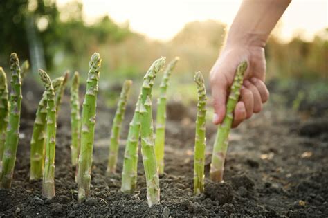 Gr Ner Spargel Anbauen Pflanzen Pflegen Und Reichlich Ernten