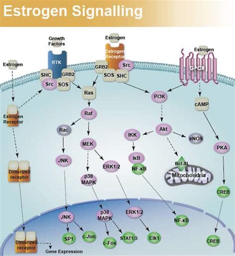 Estrogen Receptor Pathway