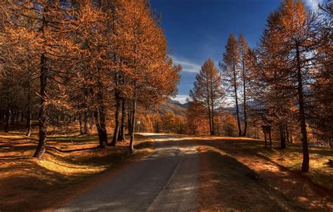 Wallpaper Road Autumn Trees For Mobile And Desktop Section природа Resolution 1920x1080