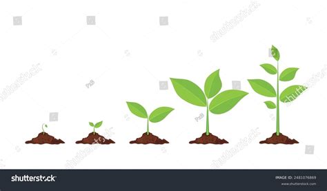 Phases Plant Growing Planting Tree Infographic Royalty Free Stock