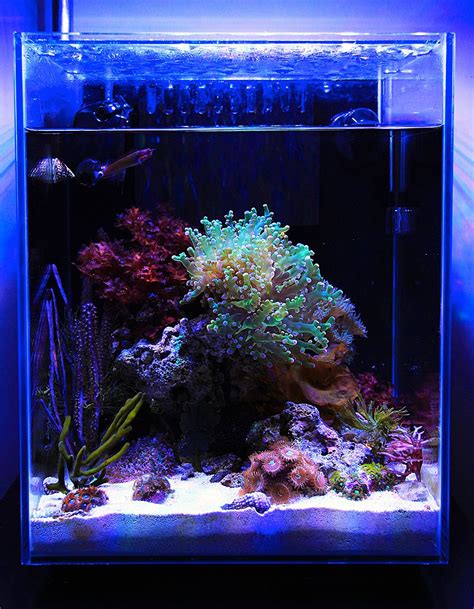 Nano Aquarium Reef Sauerstoffmangel Aquarium