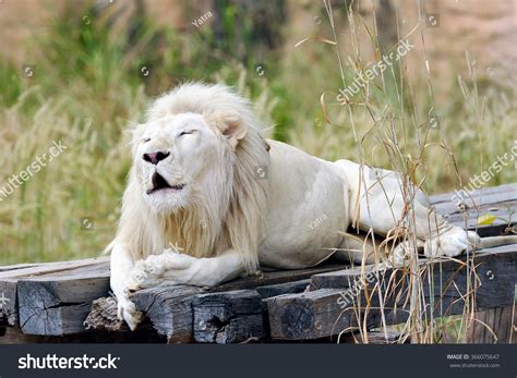 Portrait Of Albino Lion. Stock Photo 366075647 : Shutterstock