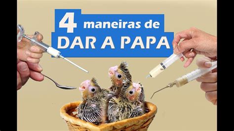 Como Alimentar Os Filhotes De Calopsita Na Papa 4 Maneiras Diferentes