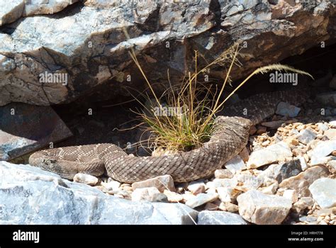 Western diamond rattlesnake habitat hi-res stock photography and images ...