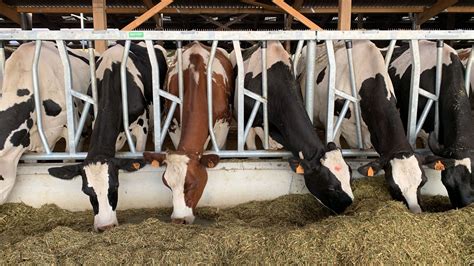 Open House Gaec Meilink Spinder Dairy Housing Concepts