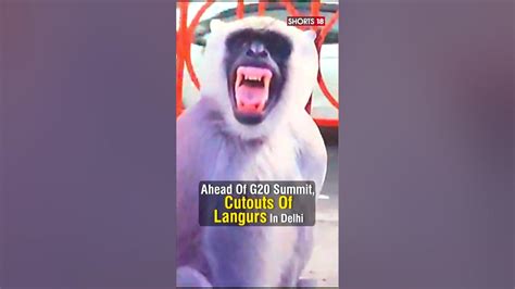 Ahead Of G20 Summit 2023 Cutouts Of Langur Seen In Delhi G20 Summit