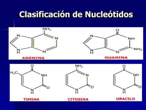 Nucleotidos Y Acidos Nucleicos PPT