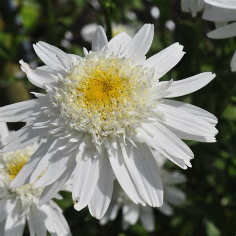 Leucanthemum X Superbum Wirral Supreme Claire Austin