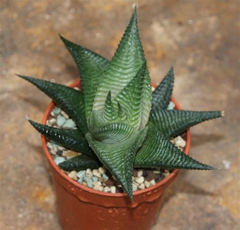 Haworthia Limifolia