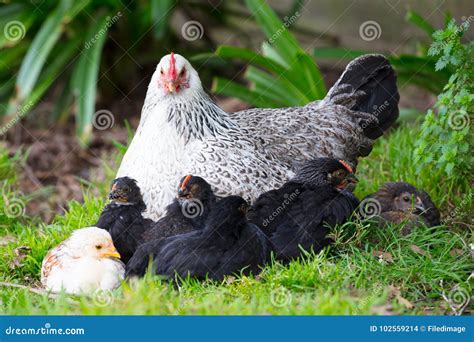 A Brood Of Chickens Stock Photo Image Of Chicken Agriculture 102559214