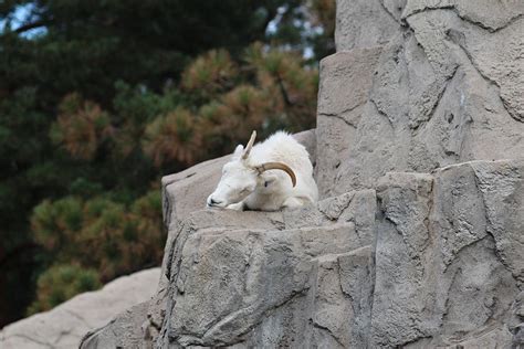 Why Mountain Goats Are The Best Sleepers In The Animal Kingdom Mudfooted