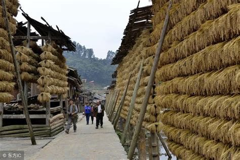 貴州從江占里侗寨「禾晾」美景，成為當地侗寨一道亮麗風景 每日頭條