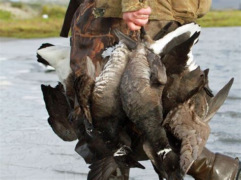 Baja Mexico Pacific Black Brant Hunting - Ramsey Russell's GetDucks.com