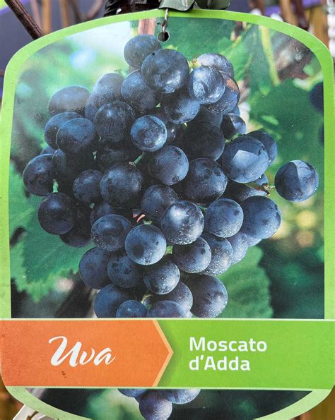 Grape ‘ Moscato d’Adda 7ft - Holland House Garden Centre Preston