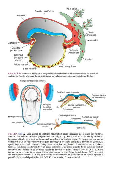 SOLUTION Embriología del sistema arterial venoso y linfático Studypool