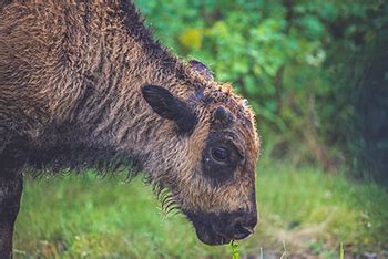 Bison - Riding Mountain National Park