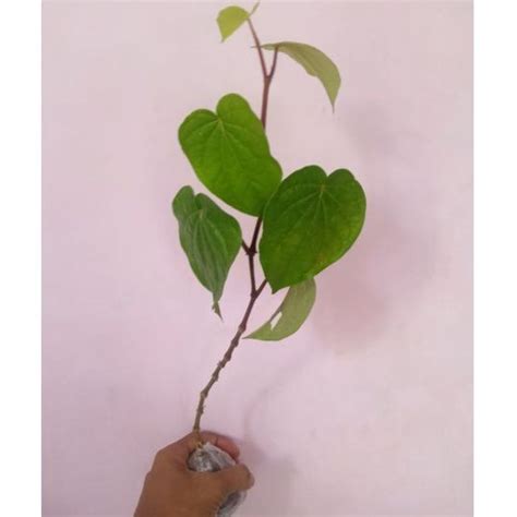 jual tanaman herbal sirih hijausirih herbal hijaurambat tanaman