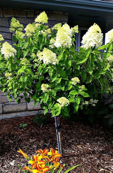 Shrubs on Standard: Small Trees for Small Areas - Grimm's Gardens