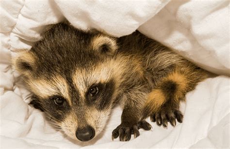 Baby Raccoon Facts, Pictures & FAQs Answered - Animal Corner