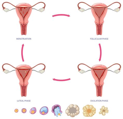 Etapas Del Ciclo Menstrual Vector Premium The Best Porn Website