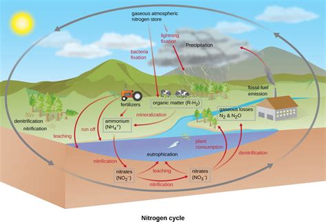 Biogeochemical Cycles Microbiology