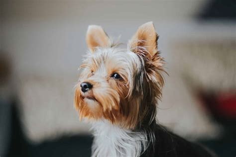 Yorkshire Terrier Dog Breed: Info, Pictures, Care & Traits – Dogster