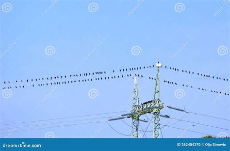 Lot of Birds on the Wire of the Electric Pole Stock Photo - Image of ...