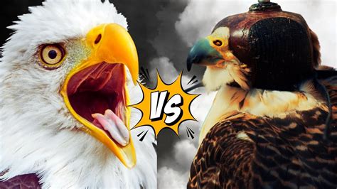 Peregrine Falcon Vs Bald Eagle Whos Is The Better Hunter Youtube