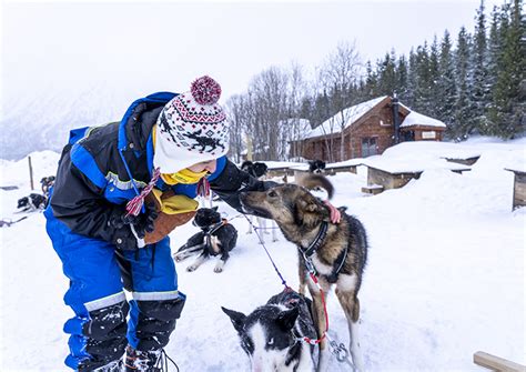 Lapponia Corsa In Slitta Trainata Dai Cani Un Esperienza